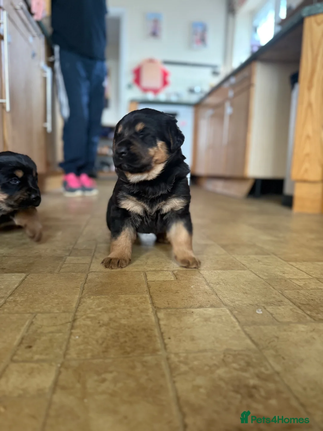 Mixed Breed dogs for sale: The best breed in the world  - Advert 10