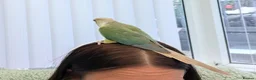 Conures birds for sale: Conure Parrot in Runcorn - Advert 5
