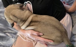 Mixed Breed dogs for sale: Presa Canario x Boerboel Puppies in Bromley - Image 2