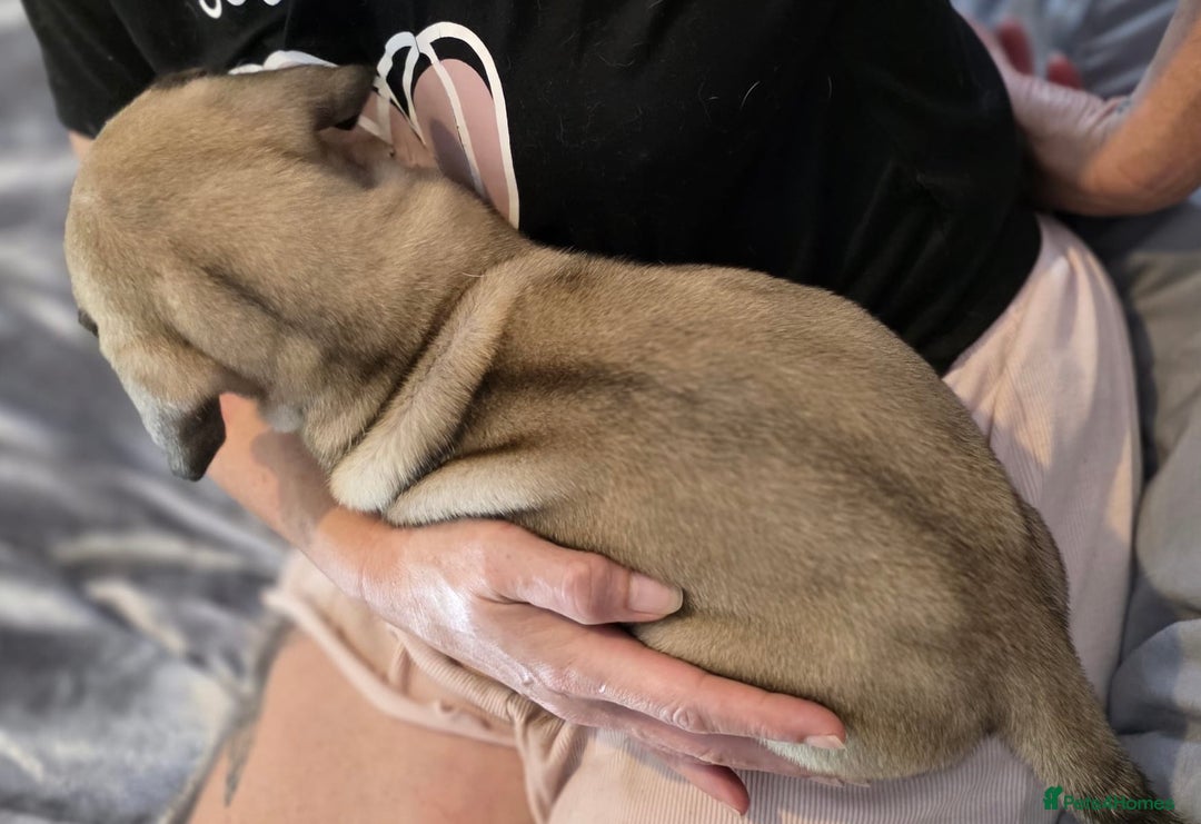 Mixed Breed dogs for sale: Presa Canario x Boerboel Puppies in Bromley - Image 2