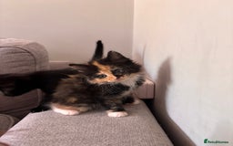 Turkish Van cats for sale: Turkish Van Mix Kittens 8 Weeks Old Ready Now! - Image 16