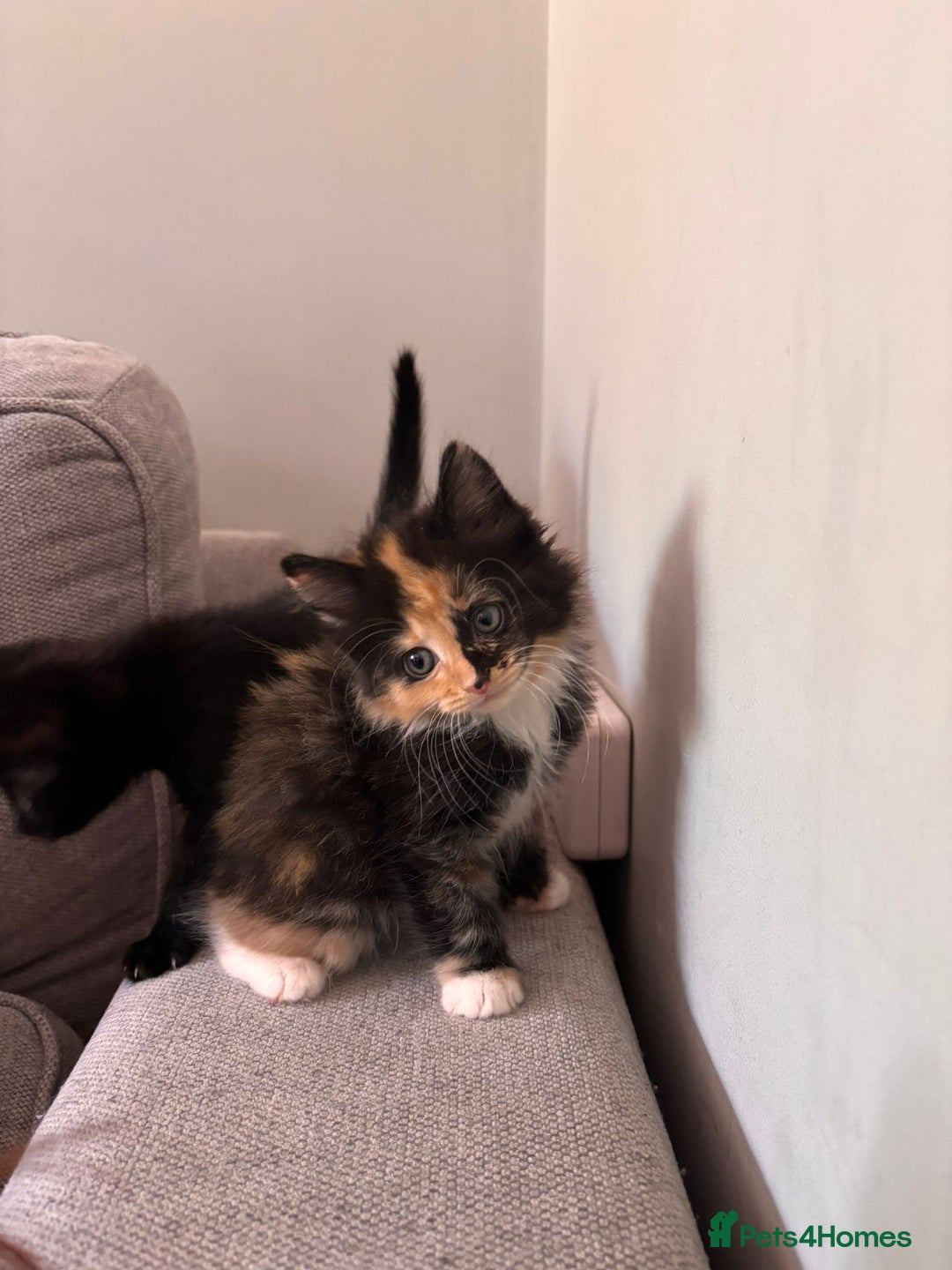 Turkish Van cats for sale: Turkish Van Mix Kittens 8 Weeks Old Ready Now! - Image 16