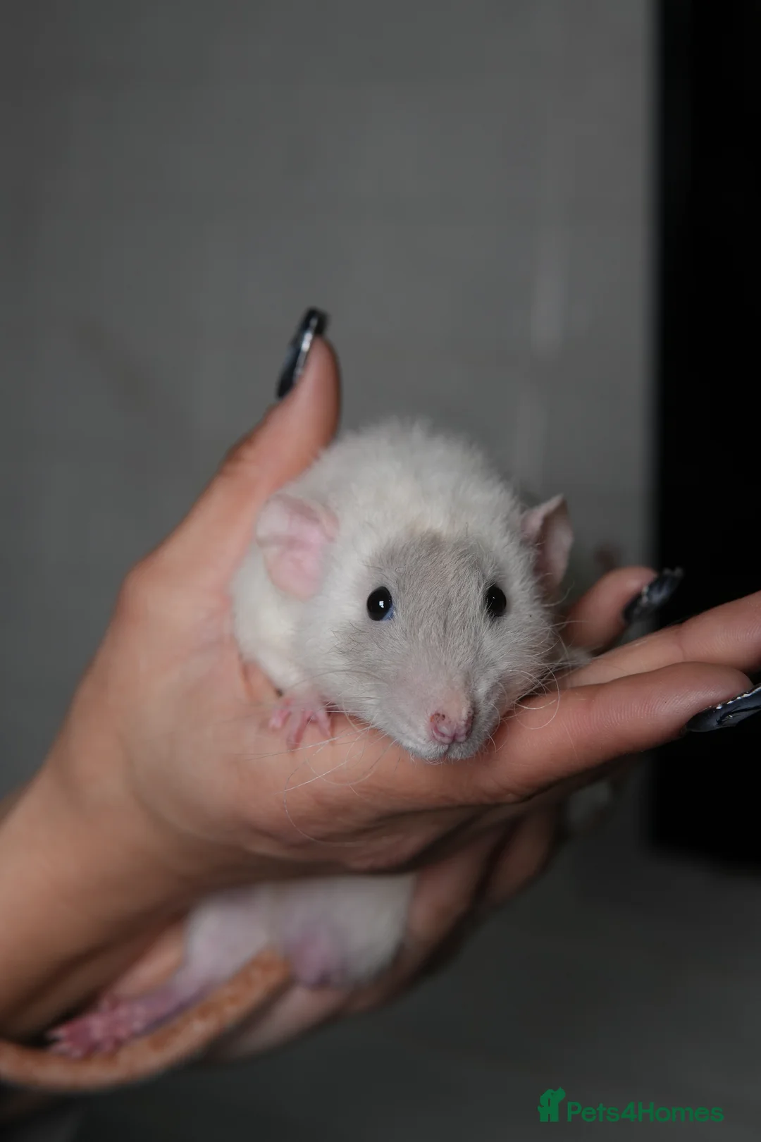 Rat rodents for sale: Baby rats looking for loving homes  - Advert 18