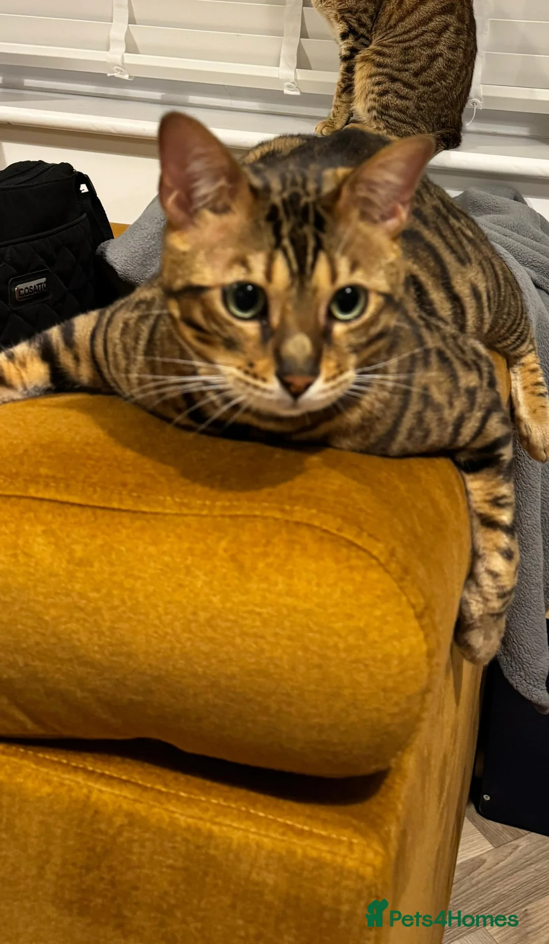 Bengal cats for sale: 💔 Loving home needed for our beautiful Coco 💔 - Advert 2