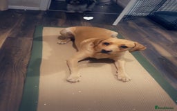 Labrador Retriever dogs for sale: Bruno - Image 4