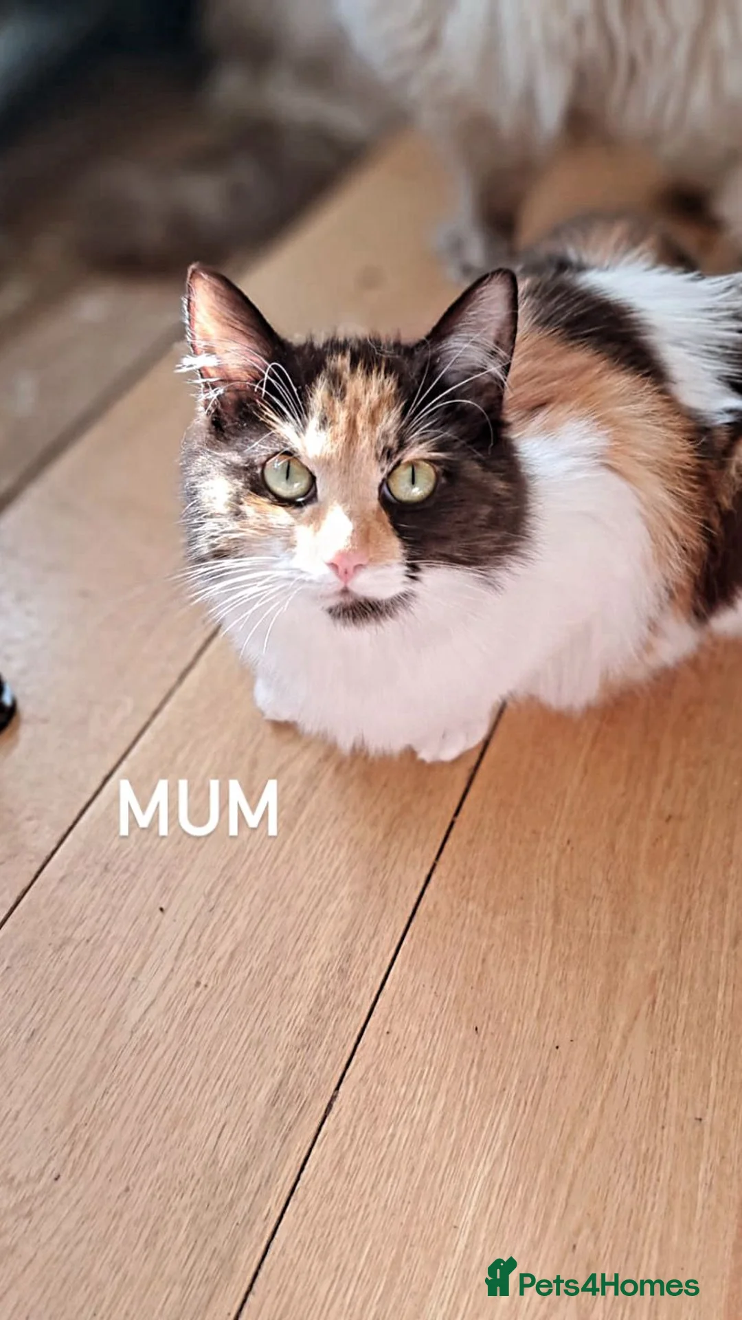 Ragdoll cats for sale: 5 pure ragdoll kittens for sale in Troon - Advert 1