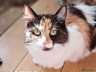 Ragdoll cats 5 pure ragdoll kittens for sale - Advert 1