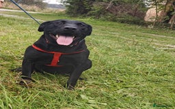 Mixed Breed dogs for adoption: 💖🐶 NICOL 🐶💖 - Image 4