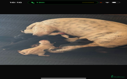 Jack Russell dogs for sale: Beautiful traditional Jack Russell puppies - Image 3