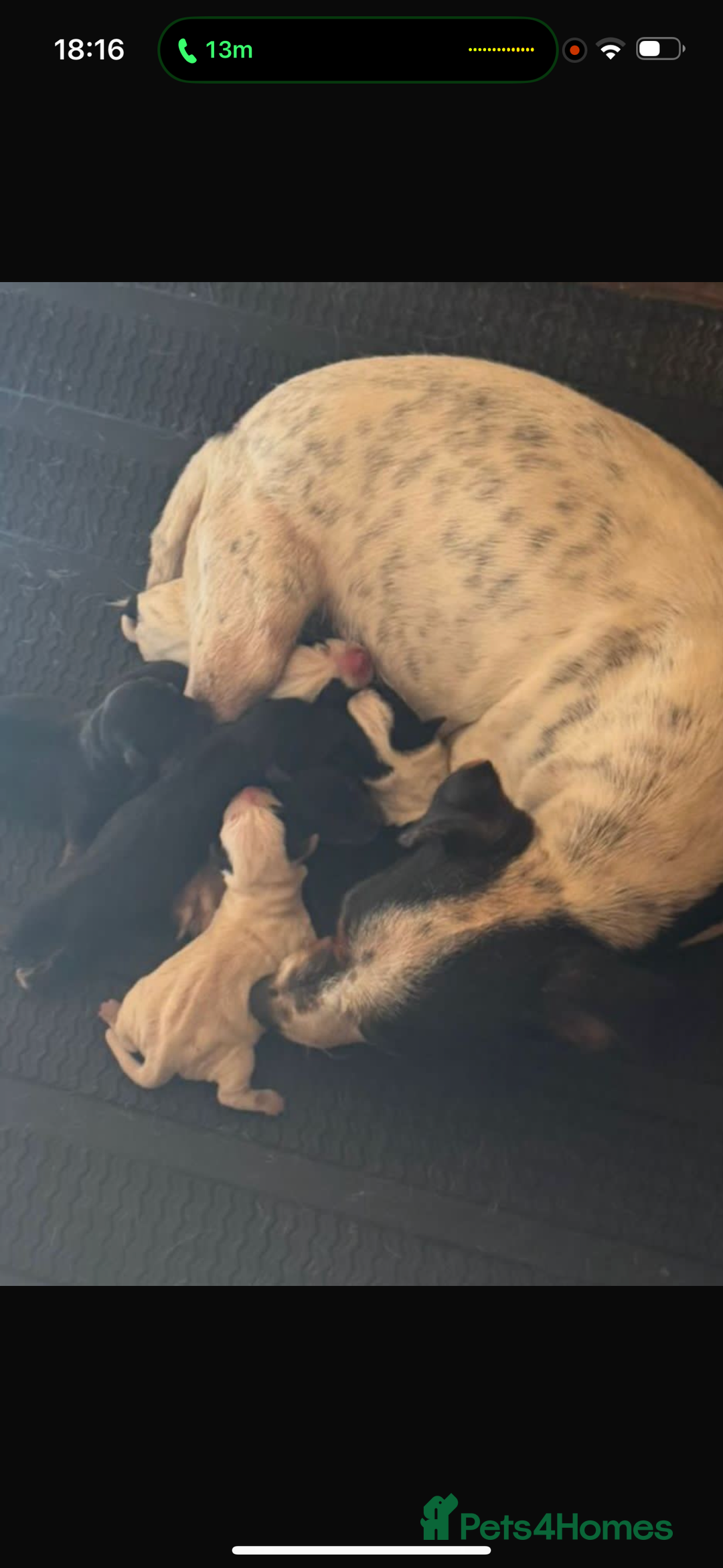 Jack Russell dogs for sale: Beautiful traditional Jack Russell puppies - Image 3