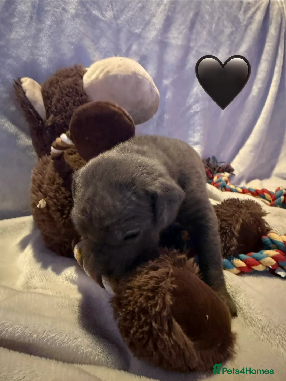 Cane Corso dogs for sale: Cane corso puppies ICCF registered  - Advert 16