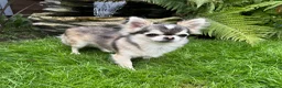 Chihuahua dogs for stud: Thailand KC reg.tiny husky marking boy DNA tested  - Advert 3