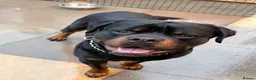 Rottweiler dogs for sale: World champion bloodlines 1 girl available  - Advert 18