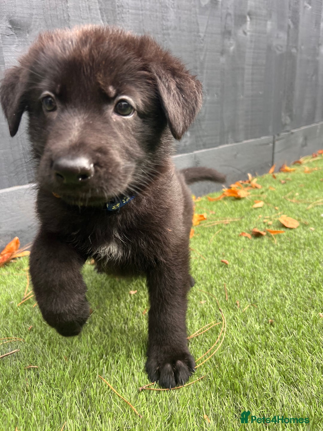German Shepherd dogs for sale: German Shepherd Puppies, Ready to leave next week - Image 16