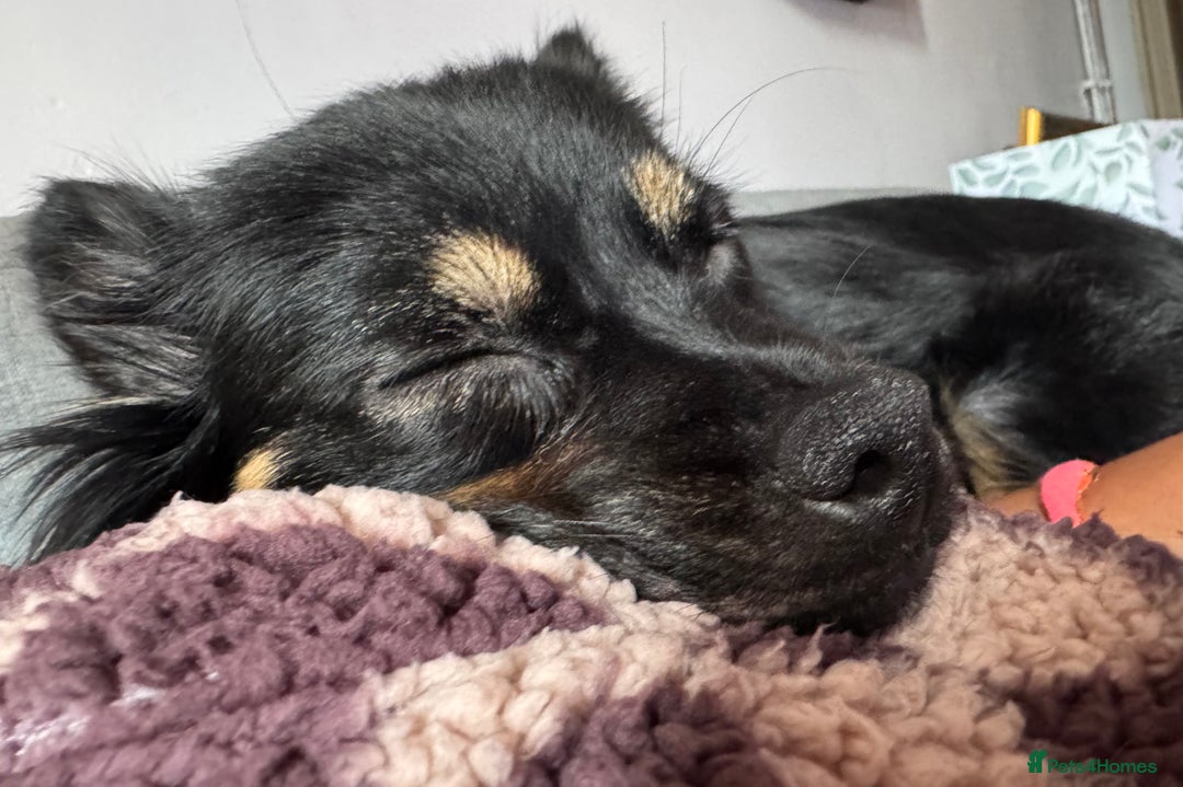Mixed Breed dogs for sale: Rehoming for nice puppy  - Image 7