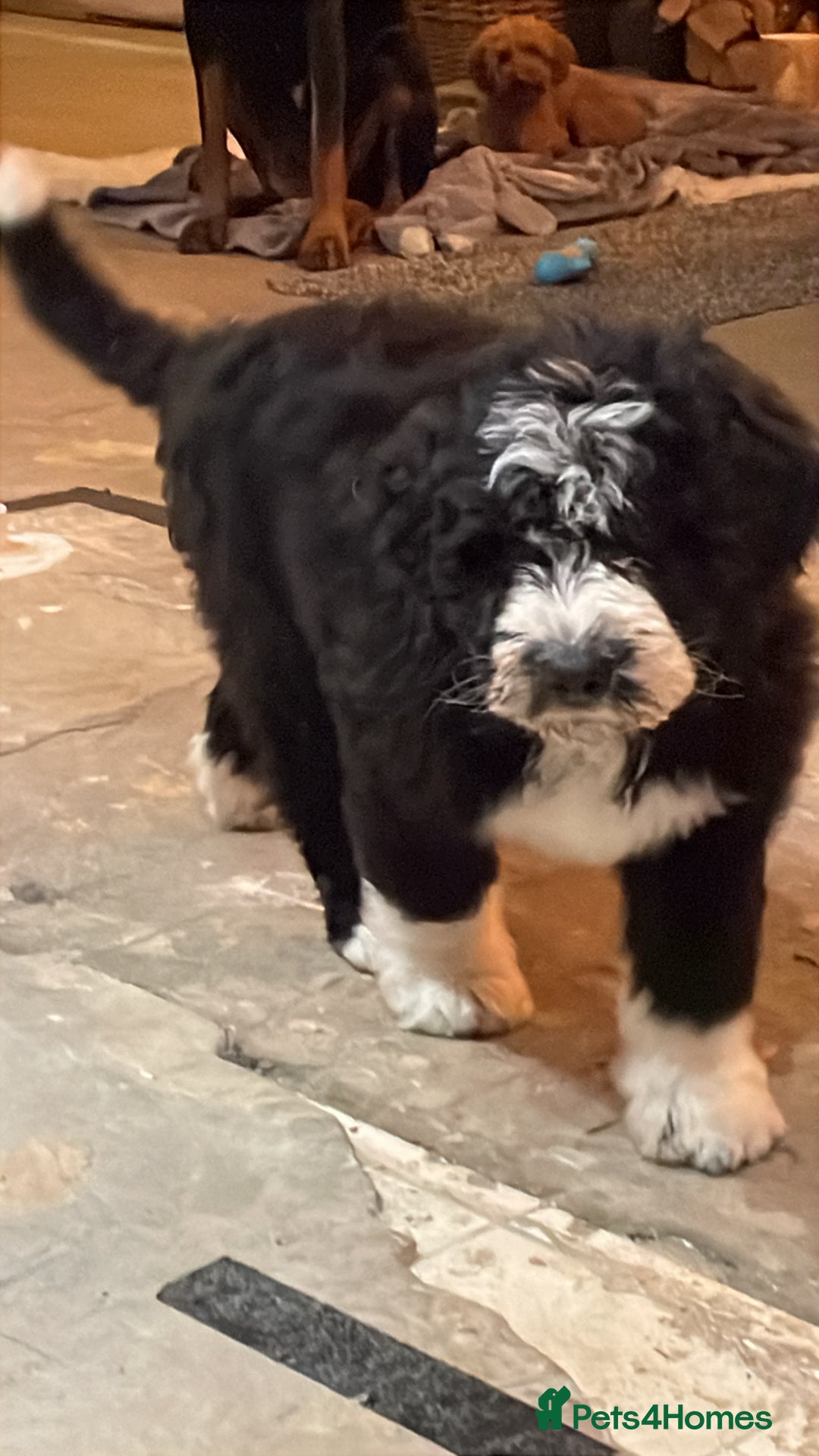 Bernedoodle dogs for sale: F1 Bernadoodle puppy bitch - Advert 2