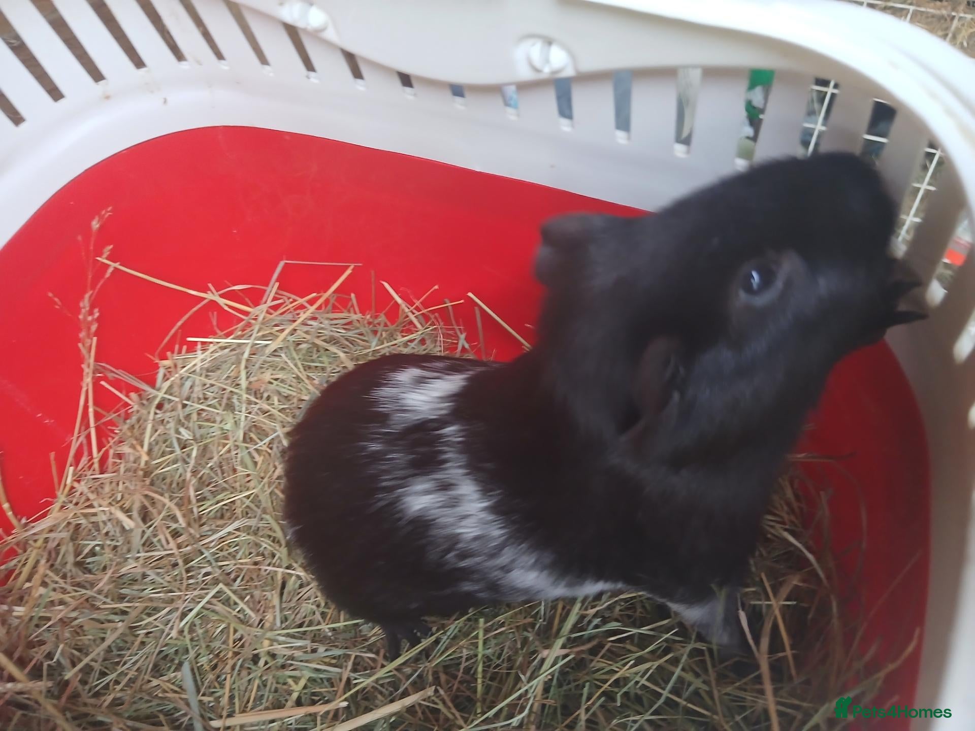 Guinea Pig rodents Baby boy Guinea Pigs for sale (REDUCED) - Advert 2