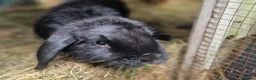 Dwarf Lop rabbits for sale: Adorable, Friendly. Laidback Dwarf Lop Boys 🐰🥰 - Advert 24