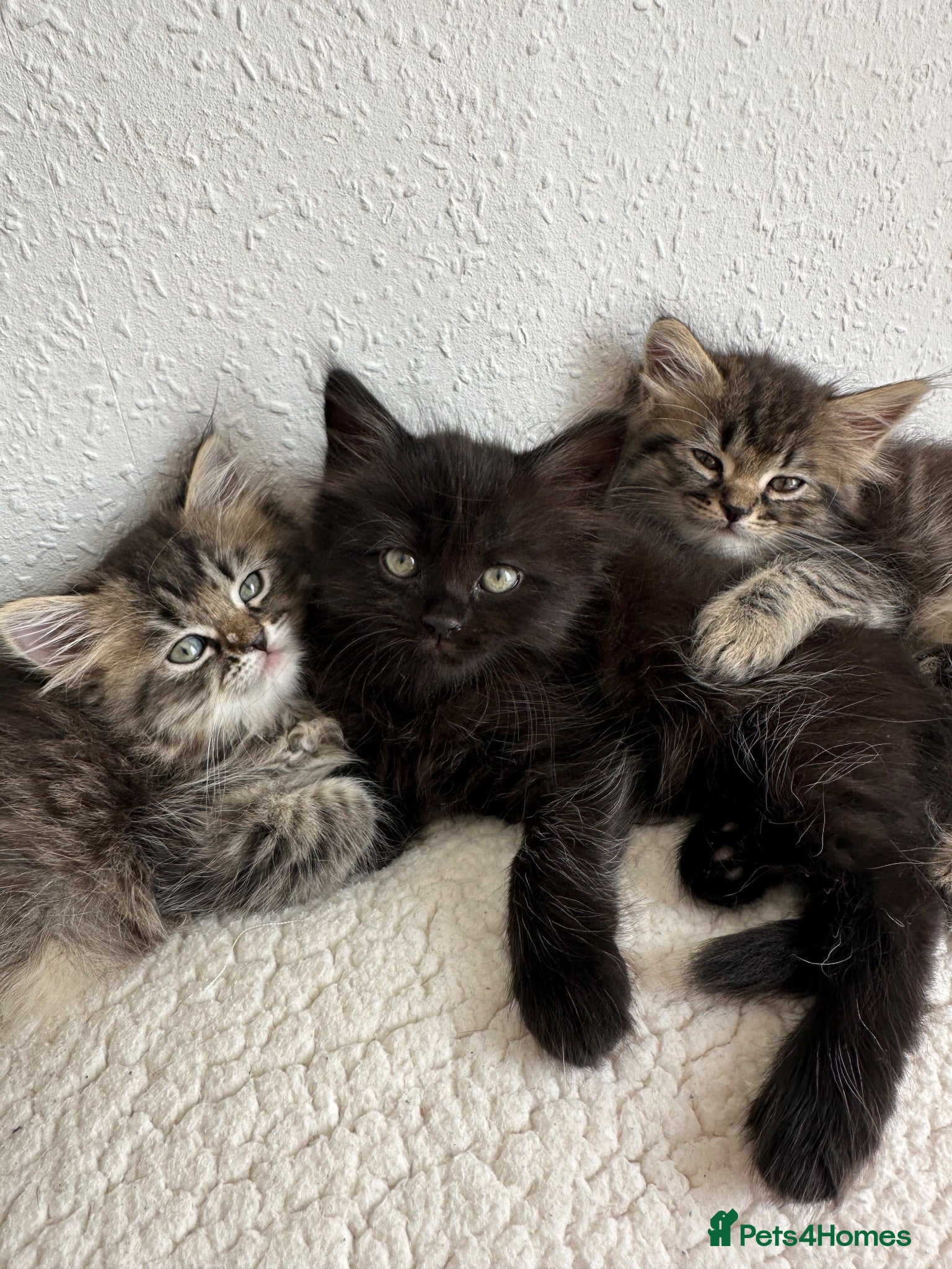 Siberian cats Beautiful Siberian Kittens - Advert 2