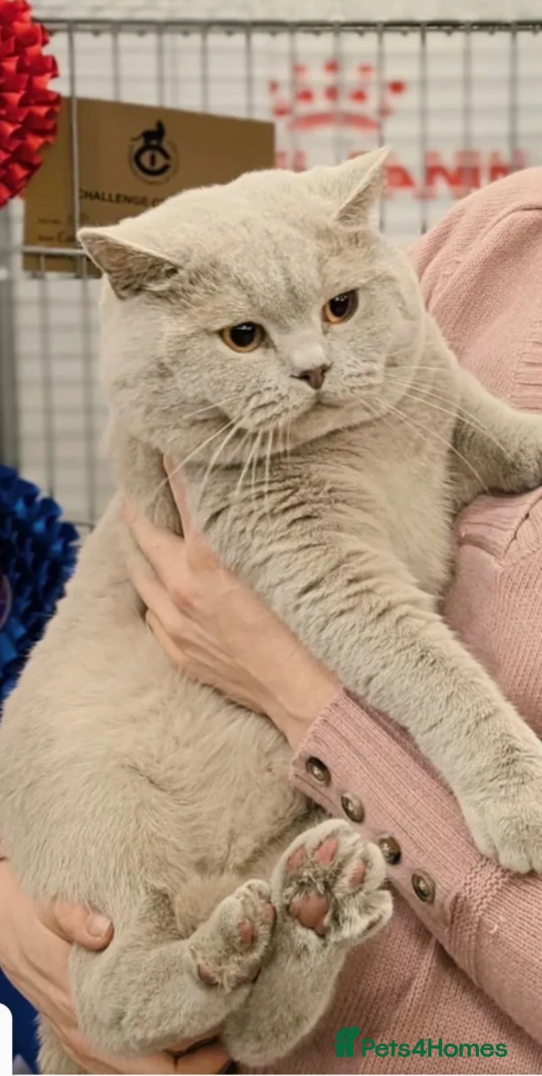 British Shorthair cats for sale: Adorable TICA Registered BSH Kittens  - Advert 2
