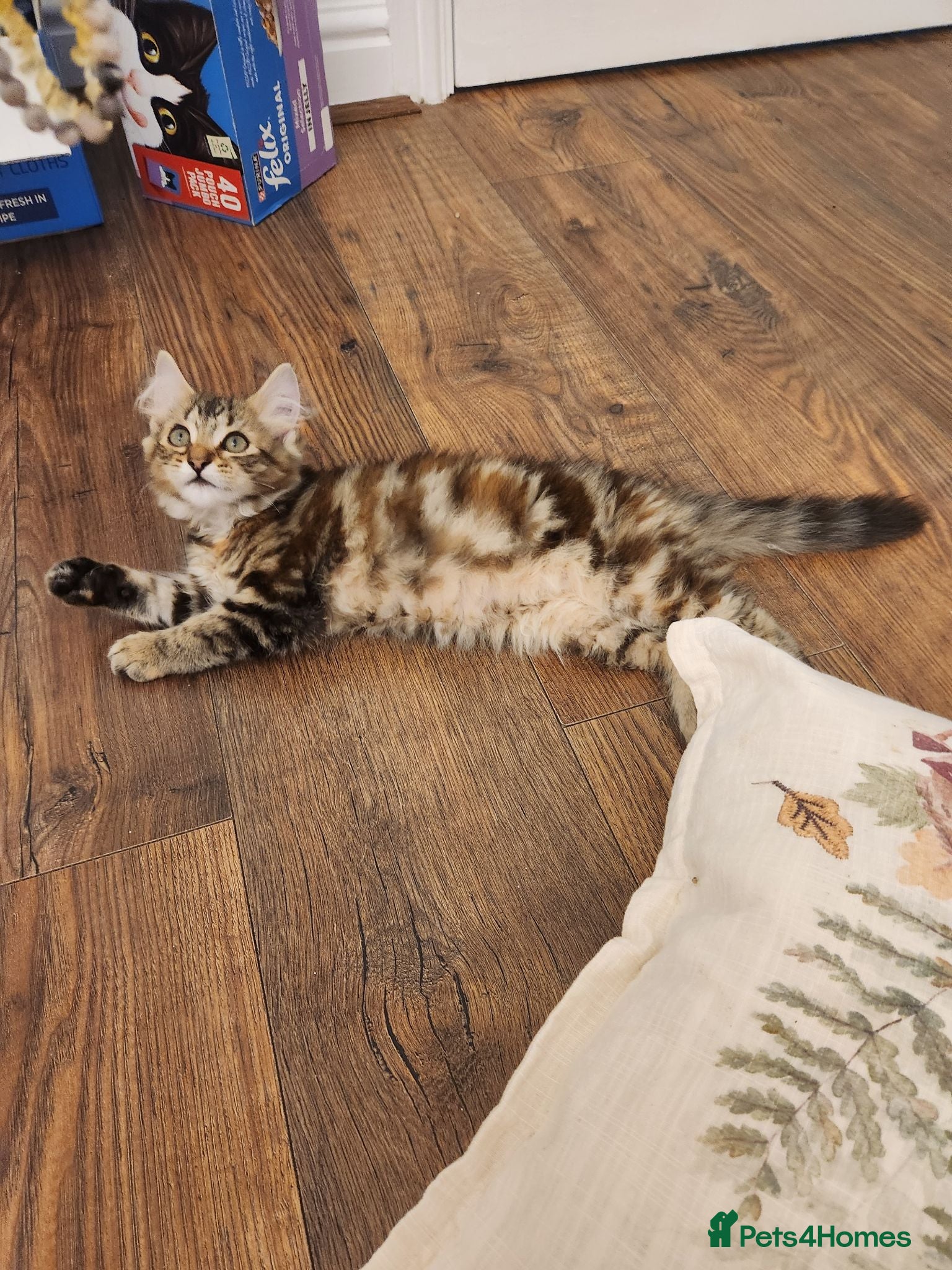 Maine Coon cats Gorgeous pure maine coon still available  - Advert 1