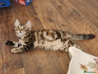 Maine Coon cats Gorgeous pure maine coon still available - Advert 1