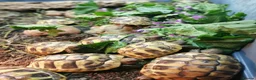 Hermann Tortoise reptiles for sale: Hermann Tortoises  - Advert 10