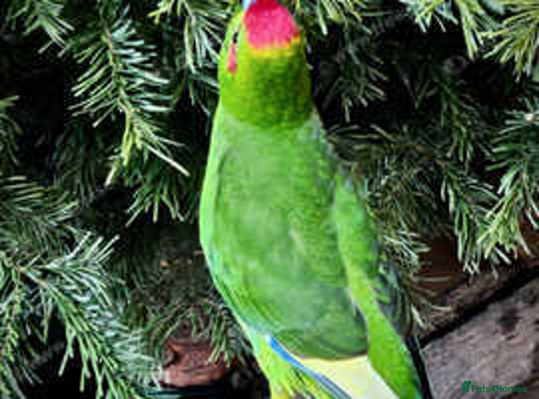 Parakeets birds for sale: Kakarikis for sale Mixed Colourings - Image 2