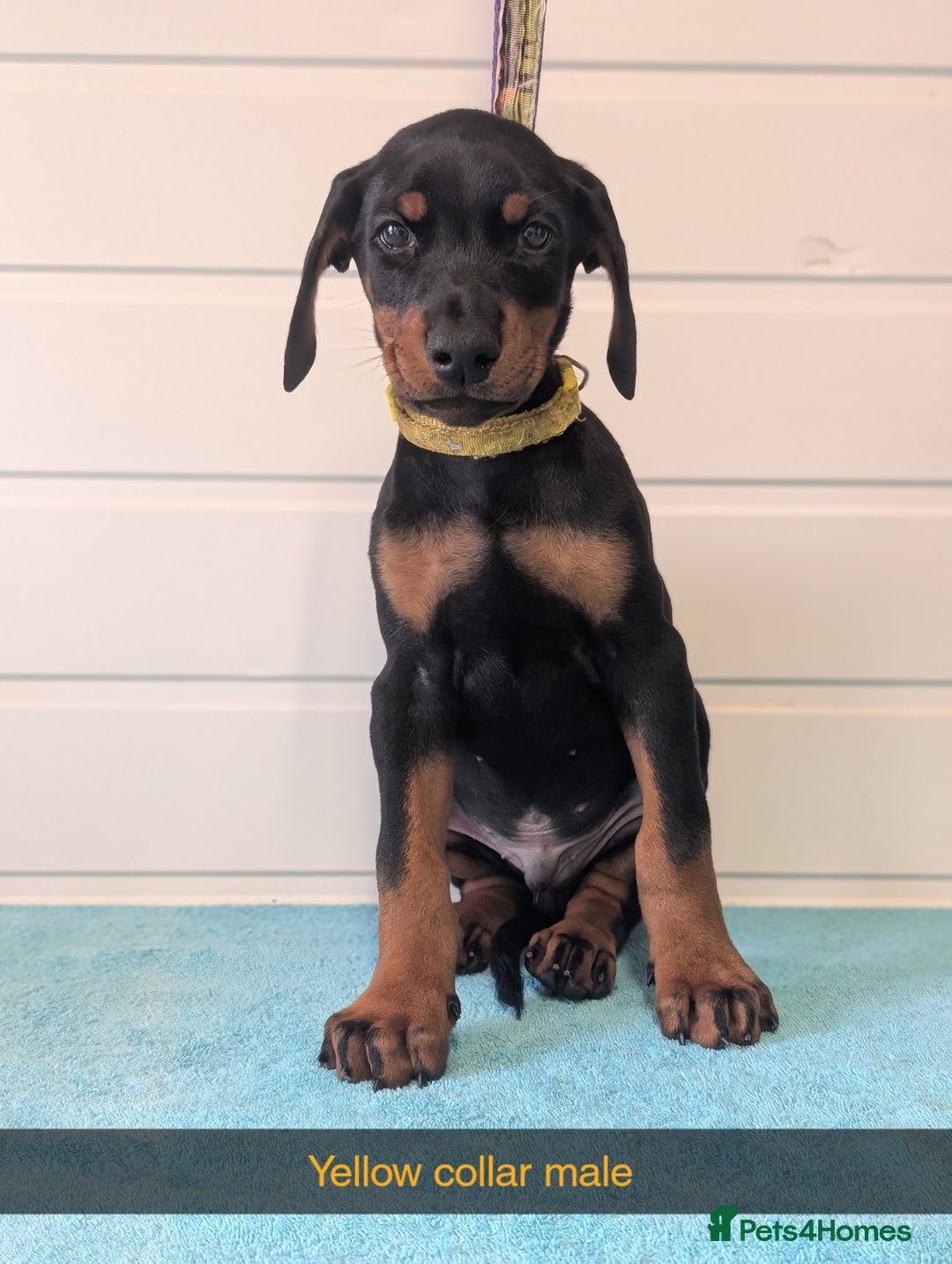 Dobermann dogs for sale: Doberman puppies "ready now" - Image 32
