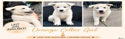 White Swiss Shepherd dogs for sale: 🏆KC WSS Champion Bloodline stunning puppies - Advert 11