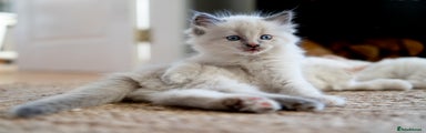 Ragdoll Kitten 3
