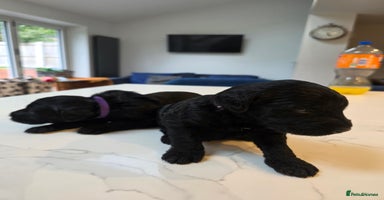 Labradoodle dogs - Advert 6