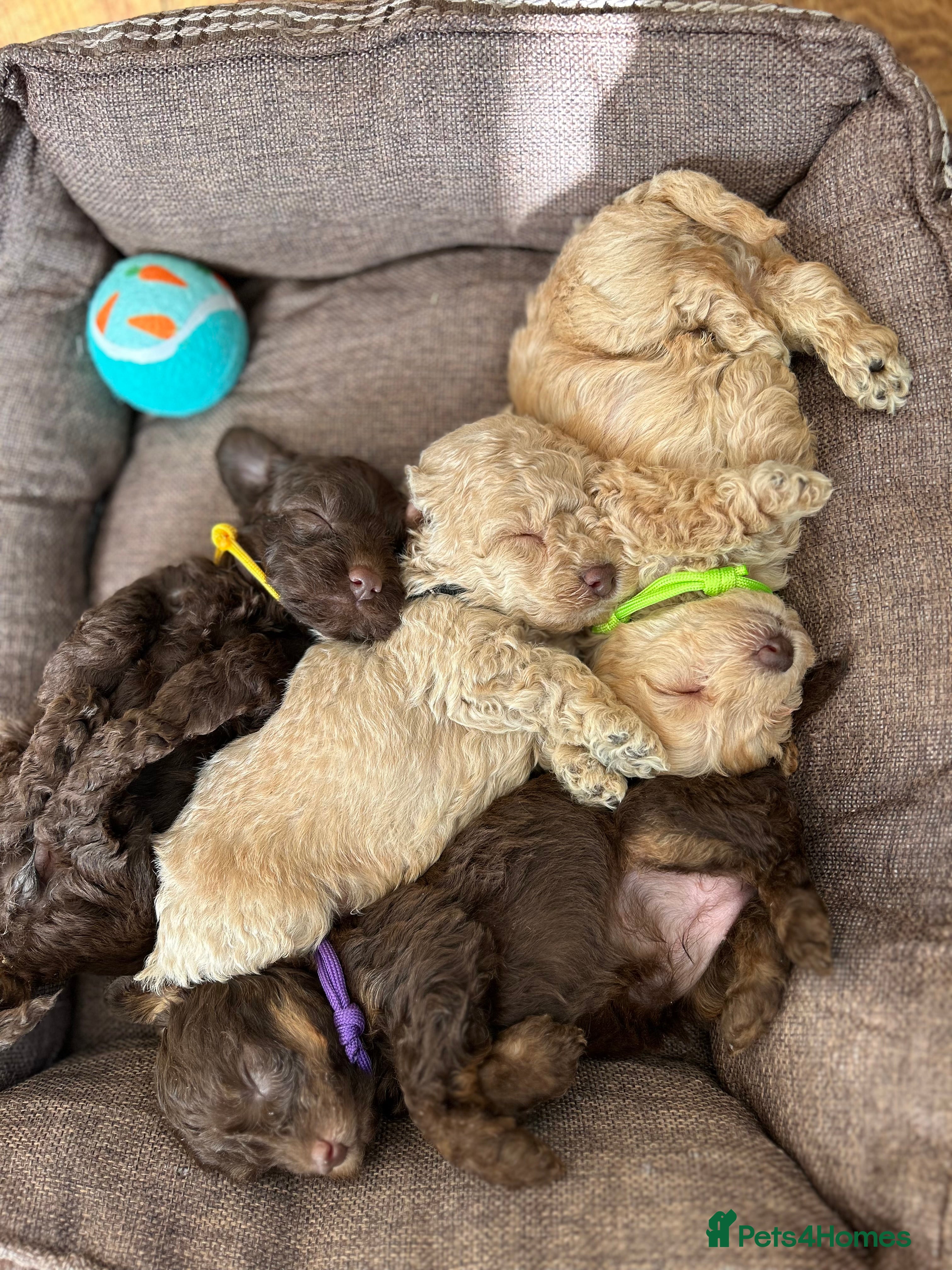 Maltipoo dogs Chocolate & tan Maltipoos (TOY!) - Advert 5