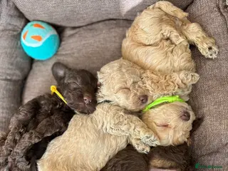 Maltipoo dogs Chocolate & tan Maltipoos (TOY!) - Advert 3