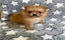 Pomeranian dogs for sale: Pomeranian puppies - Image 4