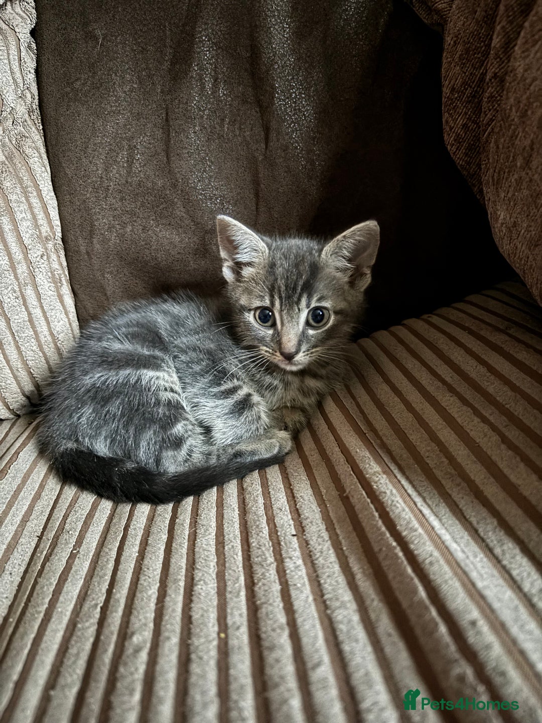 Mixed Breed cats for sale: Kittens for sale  - Image 18