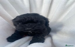 Cockapoo dogs for sale: American cockapoos rare green eyes phantoms - Image 8
