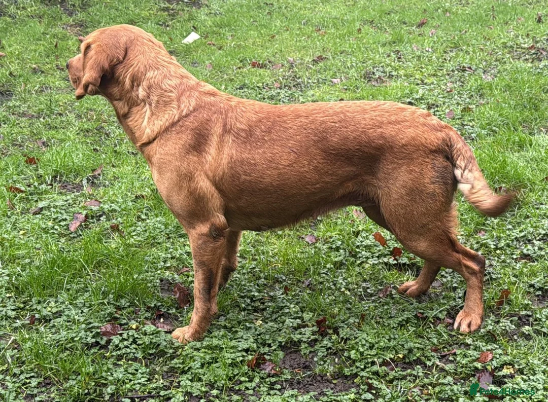 Goldador dogs for sale: BORN FROM HIP, ELBOW AND DNA PERFECT PARENTS - Advert 20