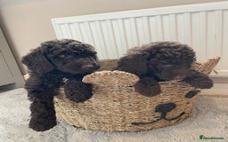 Mixed Breed dogs for sale: Australian Goldendoodles stunning BOYS ONLY   - Image 16