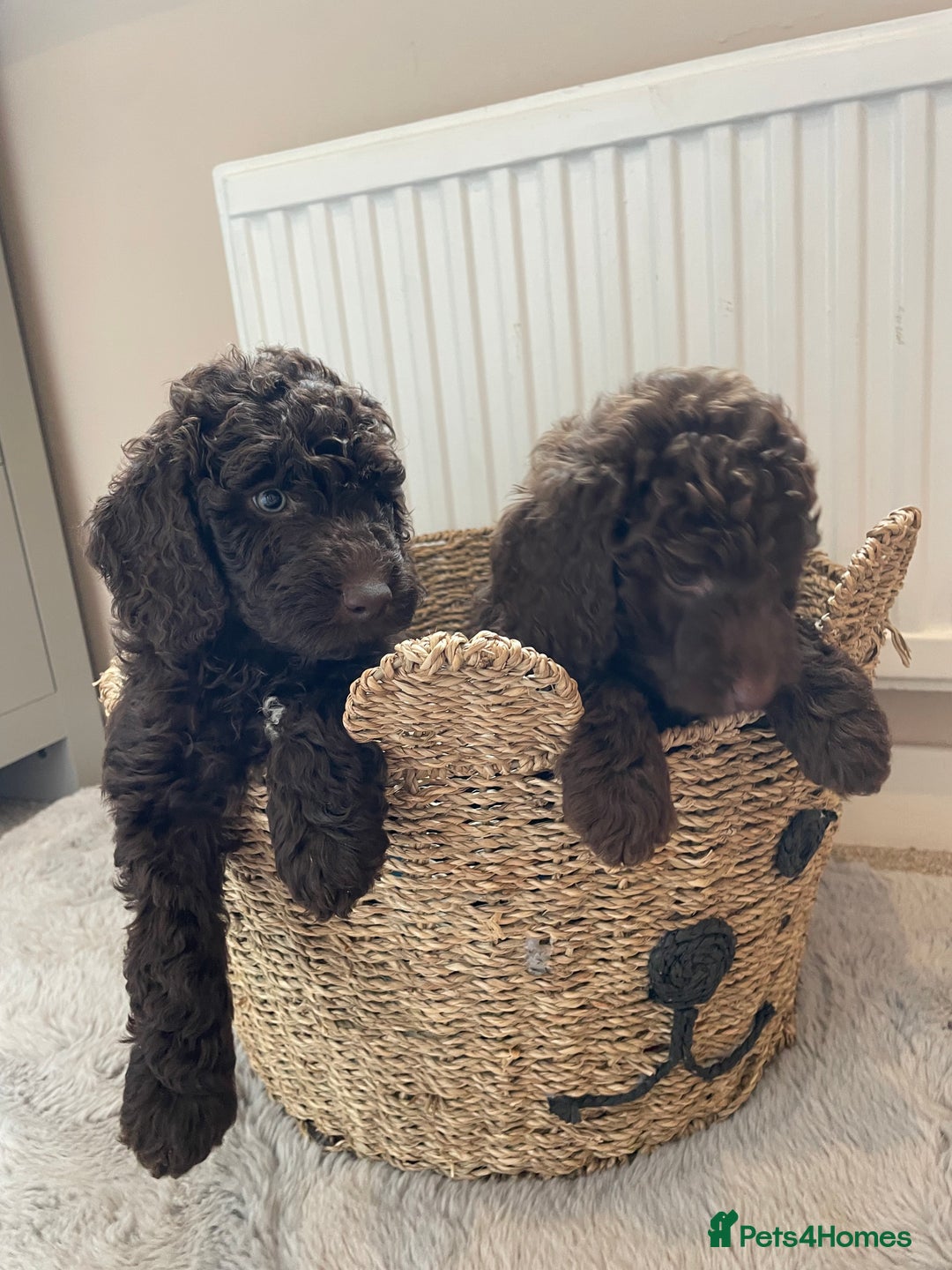 Mixed Breed dogs for sale: Australian Goldendoodles stunning BOYS ONLY   - Image 16