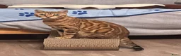 Bengal cats for sale: Beautiful Male Bengal Brown Rosetted Kitten in Diss - Advert 2