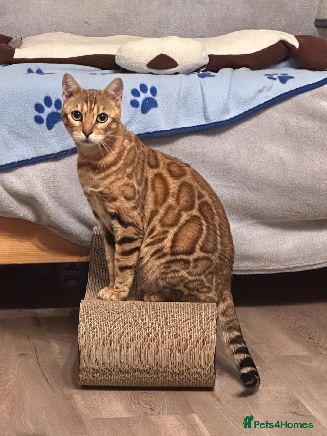 Bengal cats for sale: Beautiful Male Bengal Brown Rosetted Kitten in Diss - Advert 2