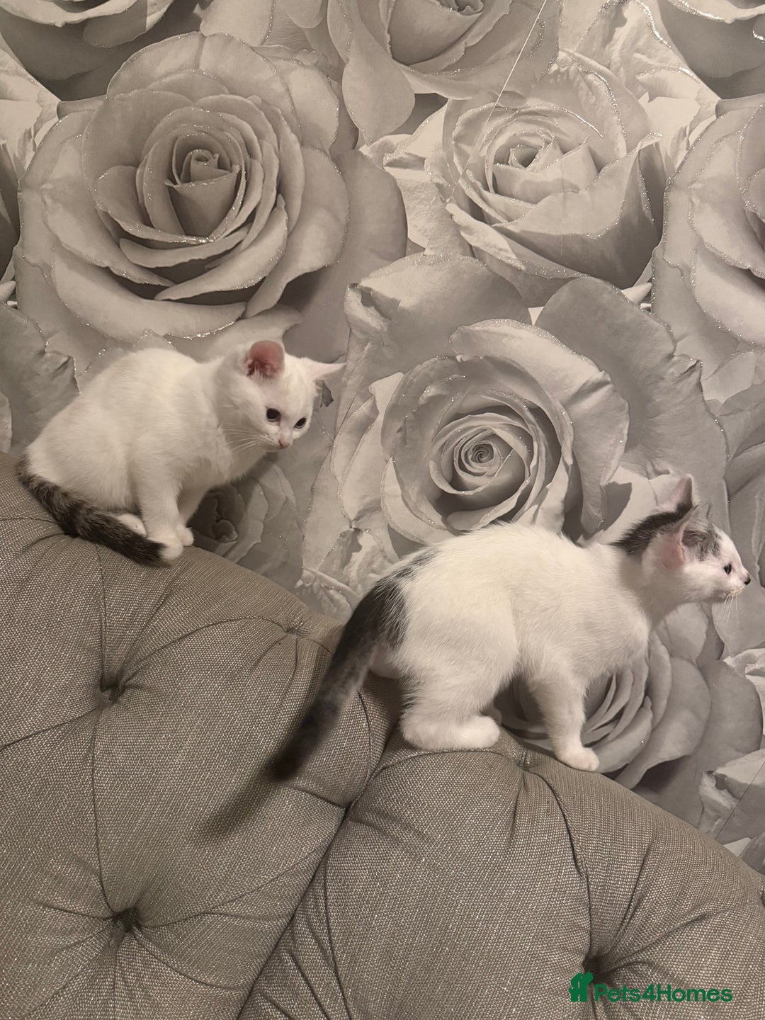 British Shorthair cats for sale: 2 males kitten MUST be Homed together  - Image 4