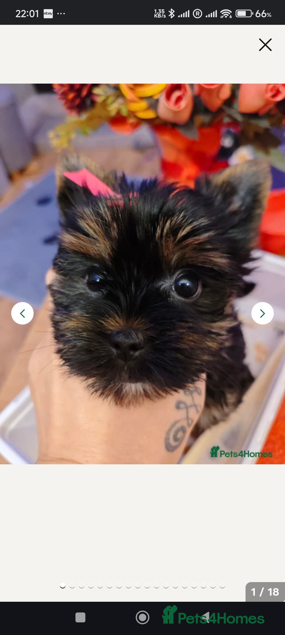 Yorkshire Terrier dogs for sale: wonderful Yorkshire girl - Advert 3