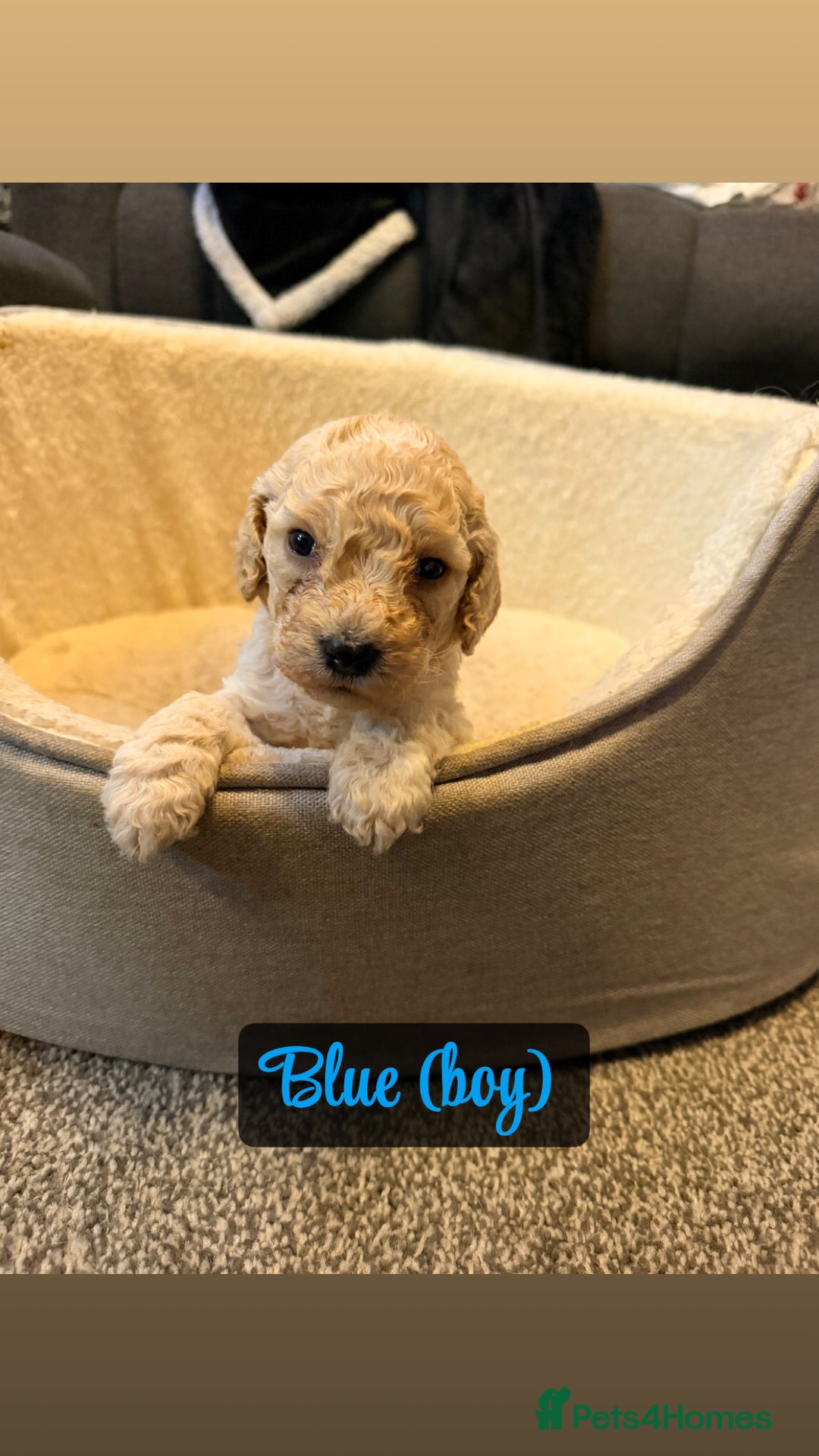 Cockapoo dogs for sale: F2 Toy cockapoo - Advert 12