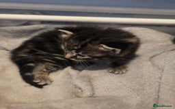 Mixed Breed cats for sale: Kittens ready now - Image 9