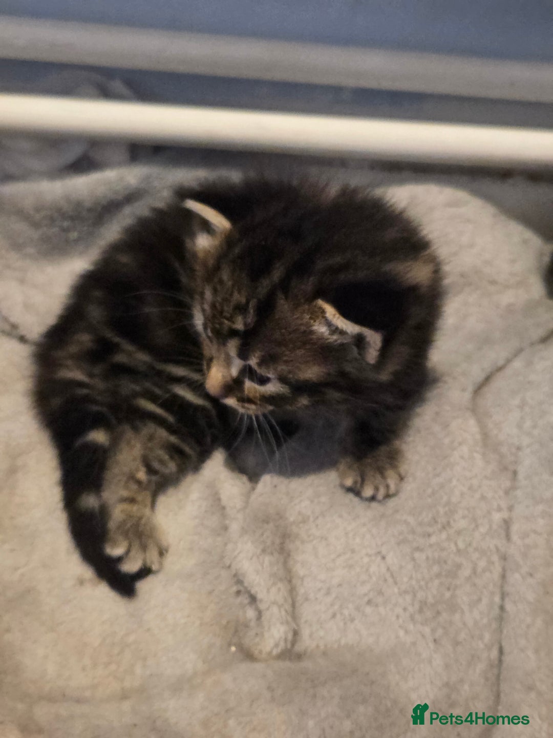 Mixed Breed cats for sale: Kittens ready now - Image 9