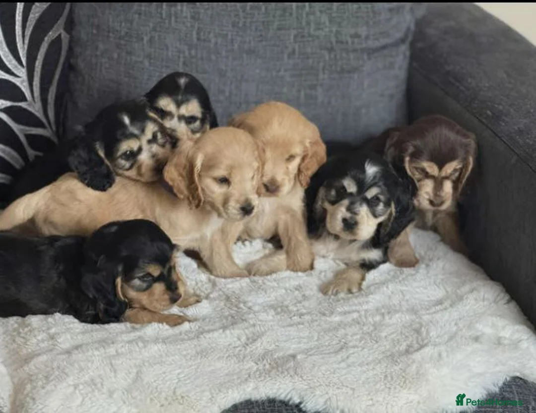 Cocker Spaniel dogs for sale: Stunning Litter Of 5 Cocker Spaniel Puppies - Advert 1