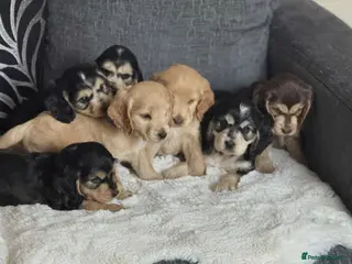 Cocker Spaniel dogs Stunning Litter Of 5 Cocker Spaniel Puppies - Advert 4