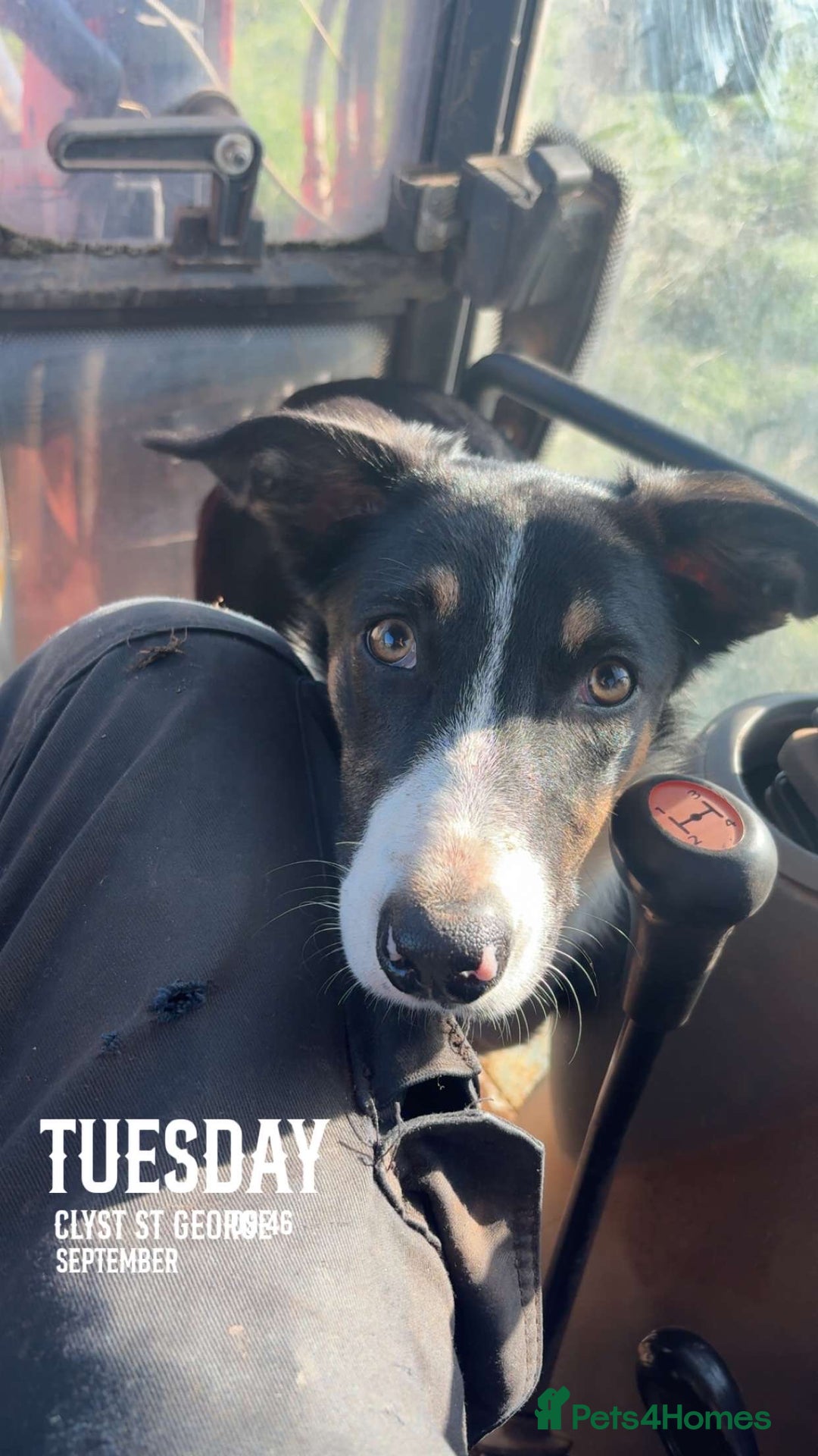 Border Collie dogs for sale: Roscoe  - Advert 5